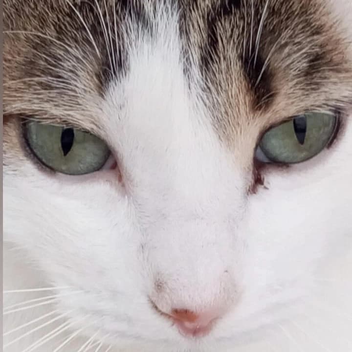 Jorge de la Fuente Muñoz