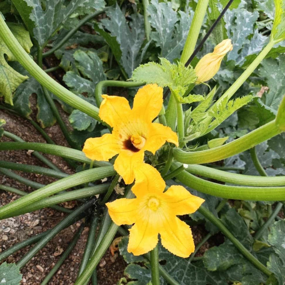 Francisco Barrionuevo